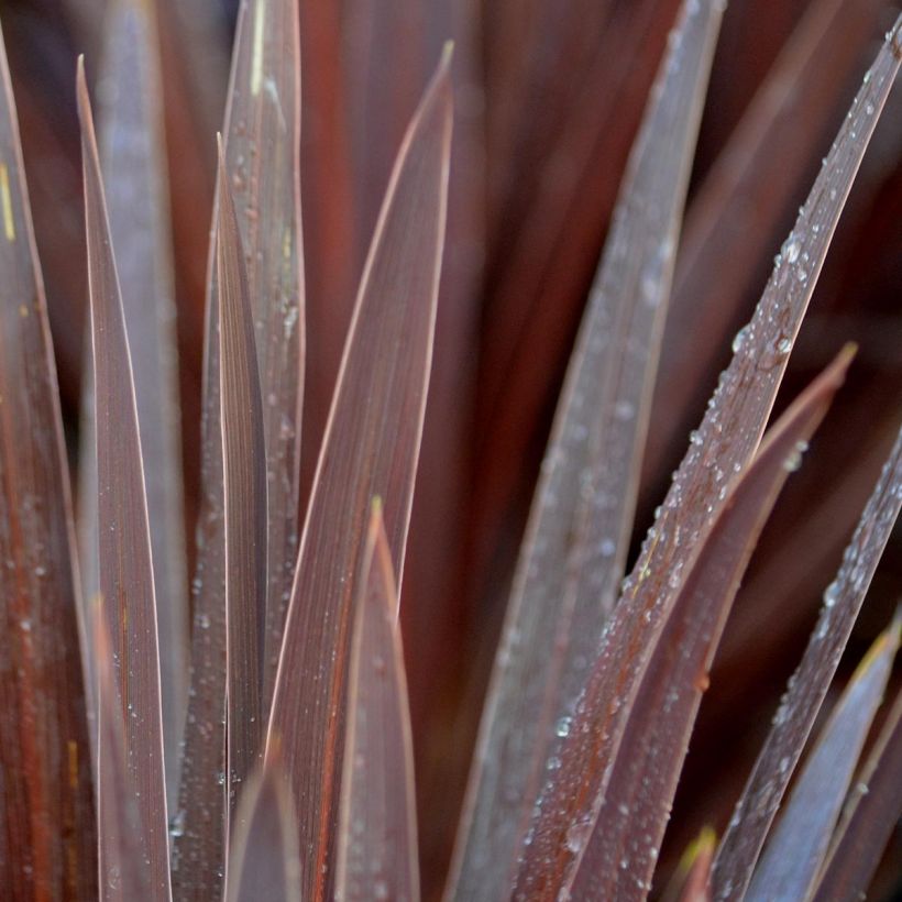 Cordyline australis Red Star - Cabbage Tree (Foliage)
