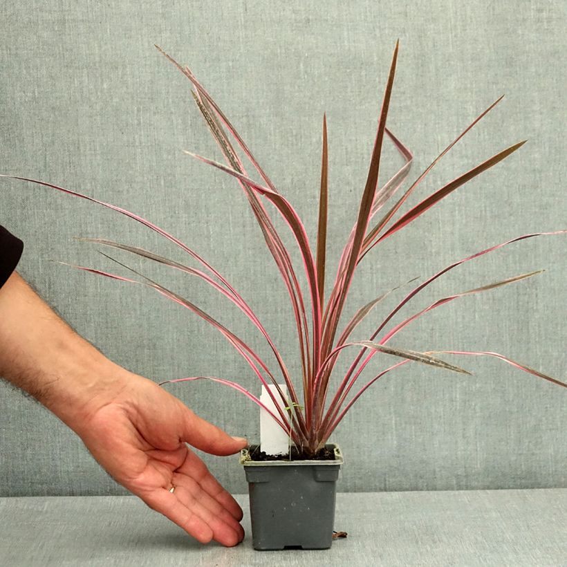 Cordyline australis Southern Splendour - Cabbage Tree 8/9 cm pot sample as delivered in summer