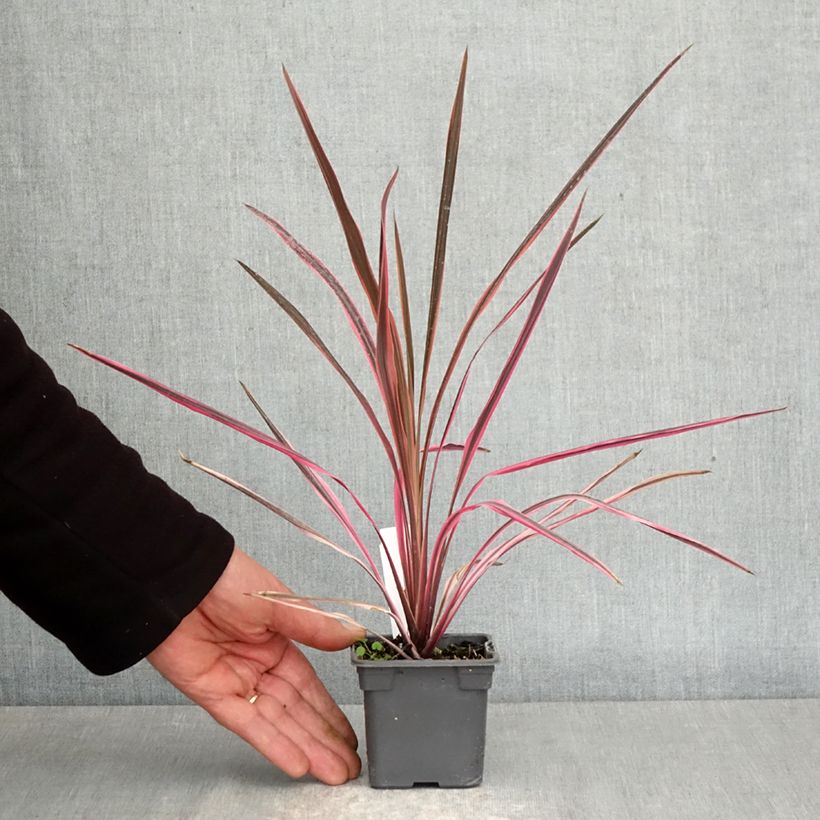 Cordyline australis Southern Splendour - Cabbage Tree 8/9 cm pot sample as delivered in spring