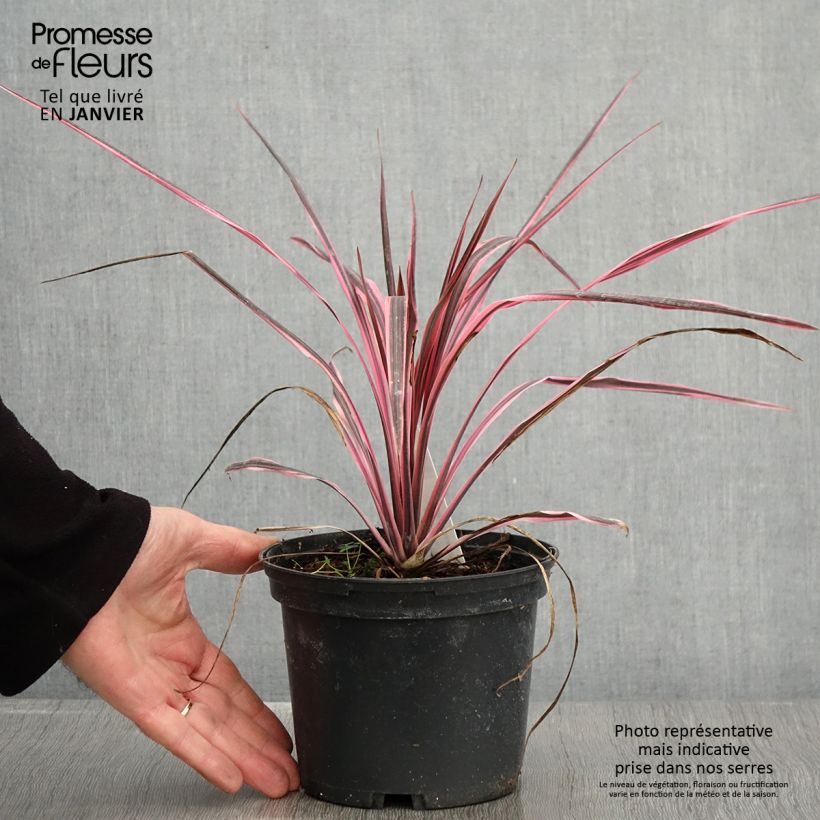 Cordyline australis Southern Splendour - Cabbage Tree 2L/3L pot sample as delivered in winter