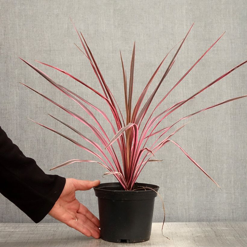 Cordyline australis Southern Splendour - Cabbage Tree 2L/3L pot sample as delivered in spring