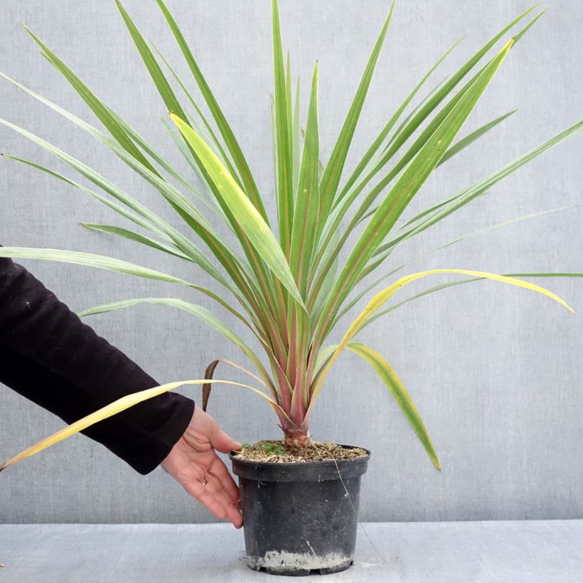 Cordyline australis Sundance - Cabbage Tree 2L/3L pot sample as delivered in winter