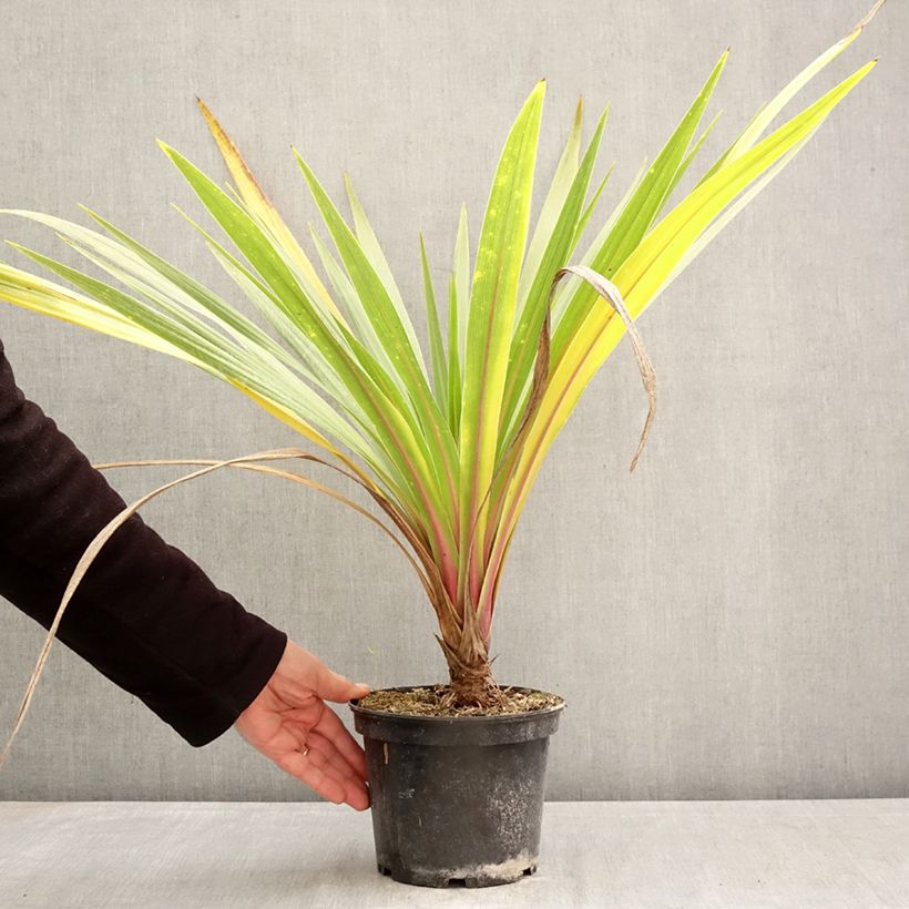 Cordyline australis Sundance - Cabbage Tree 2L/3L pot sample as delivered in spring