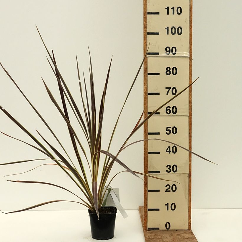 Cordyline banksii Electric Flash - Cabbage Tree 1.5L/2L pot sample as delivered in spring