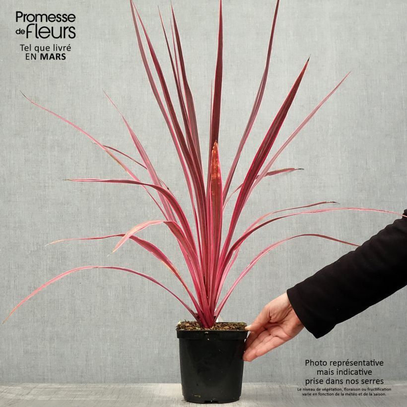 Cordyline banksii Electric Pink - Cabbage Tree 3L/4L pot sample as delivered in spring