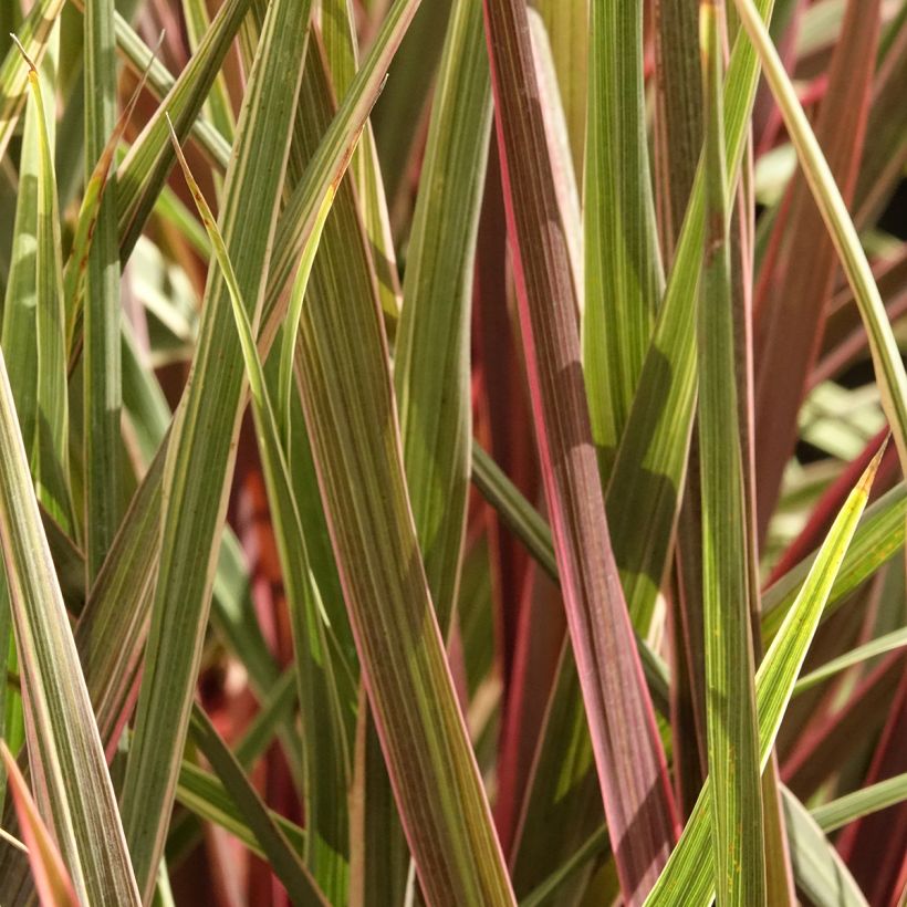 Cordyline Can Can - Cabbage Tree (Foliage)