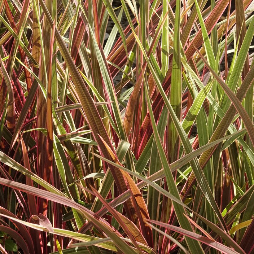 Cordyline Can Can - Cabbage Tree (Plant habit)