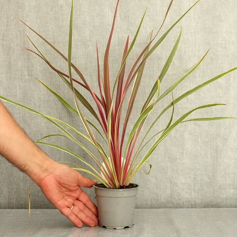 Cordyline Can Can - Cabbage Tree 12cm pot sample as delivered in summer
