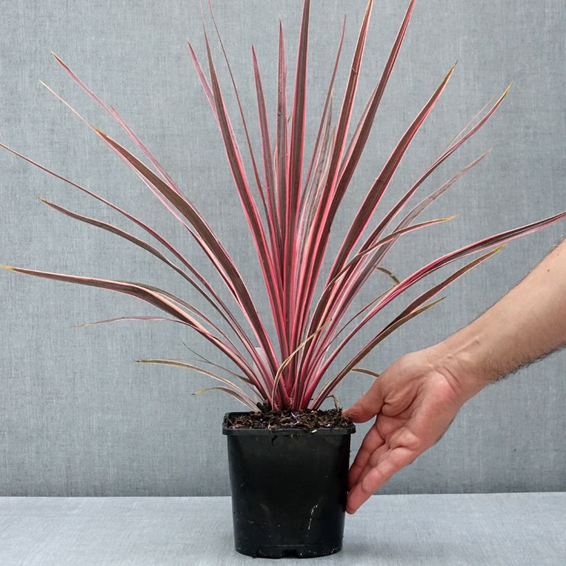 Cordyline australis Charlie boy - Cabbage Tree 2L/3L pot sample as delivered in summer