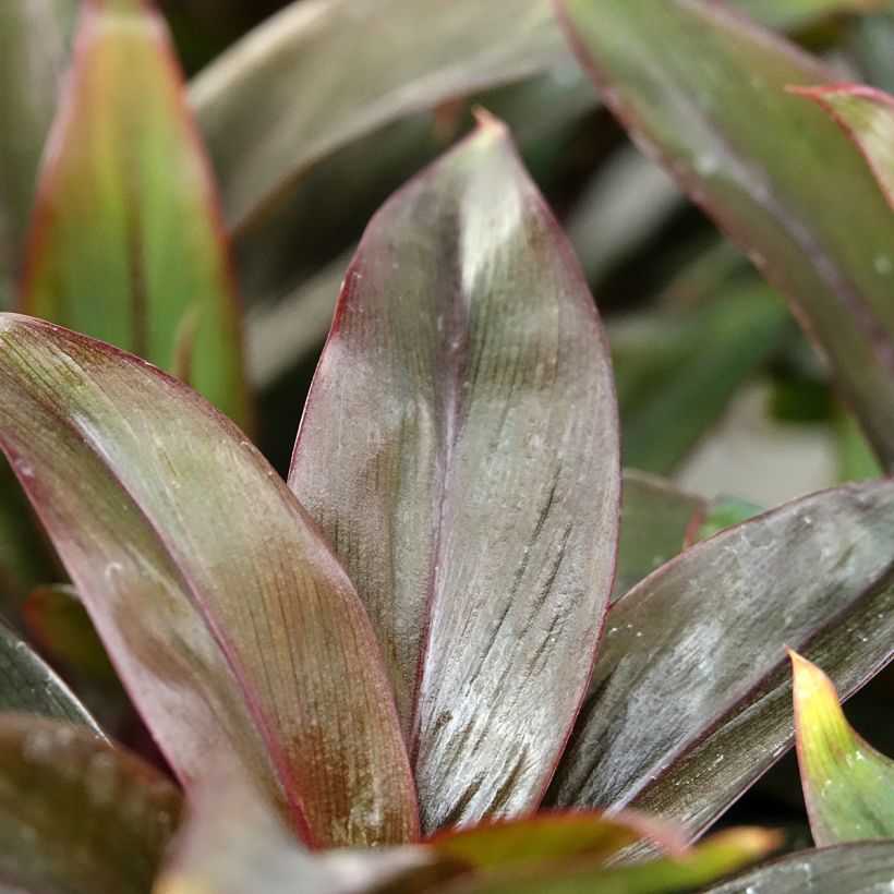 Cordyline fructicosa Purple Compacta - Ti plant (Foliage)