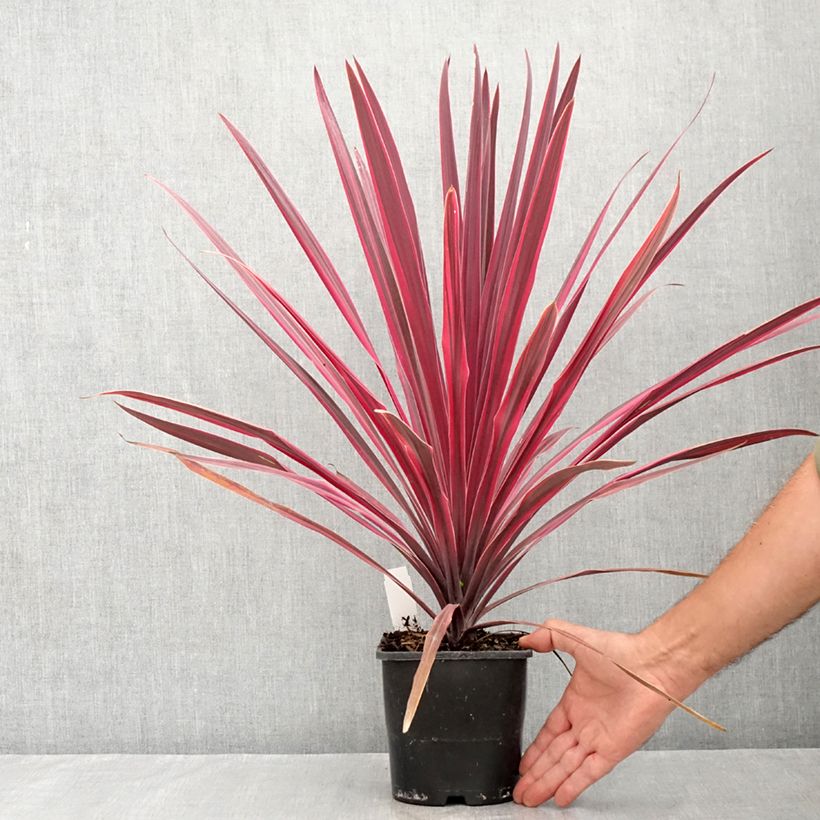 Cordyline Paso Doble - Cabbage Tree 1.5L/2L pot sample as delivered in summer