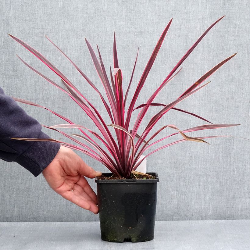 Cordyline Paso Doble - Cabbage Tree 1.5L/2L pot sample as delivered in spring