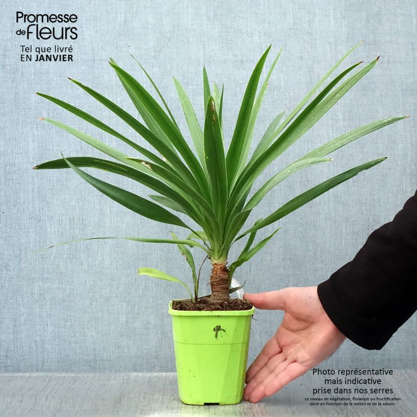 Cordyline australis Ti Tawhiti - Cabbage Tree 1L/1.5L pot sample as delivered in winter