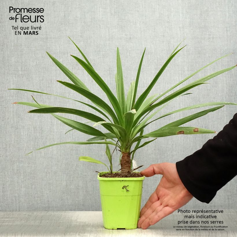 Cordyline australis Ti Tawhiti - Cabbage Tree 1L/1.5L pot sample as delivered in spring
