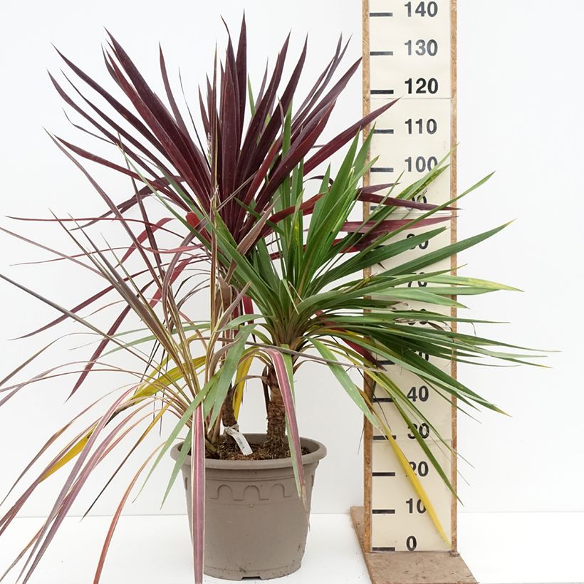 Decorative trio of Cordyline in one pot 20L/25L pot sample as delivered in spring