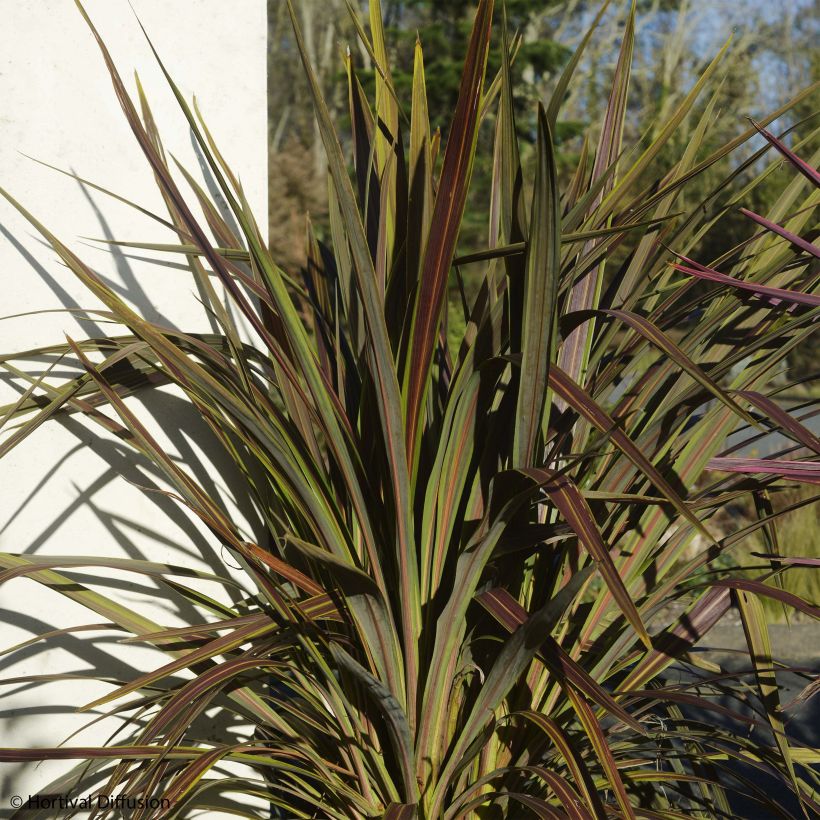 Cordyline banksii Electric Star - Cabbage Tree (Plant habit)