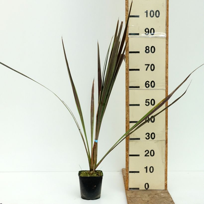 Cordyline banksii Electric Star - Cabbage Tree 1.5L/2L pot sample as delivered in summer