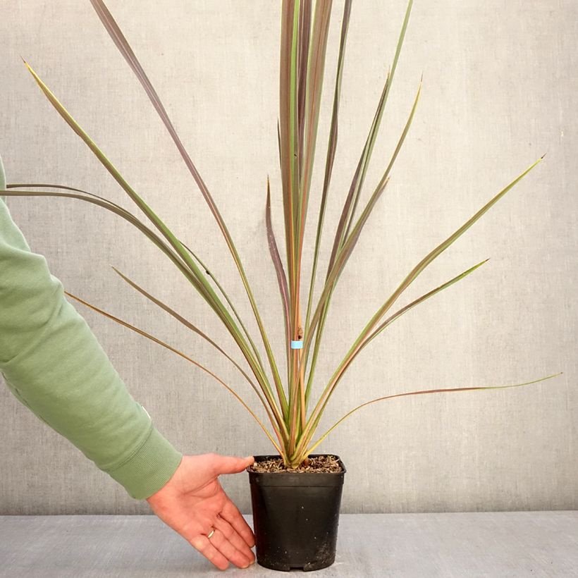 Cordyline banksii Electric Star - Cabbage Tree 1.5L/2L pot sample as delivered in winter