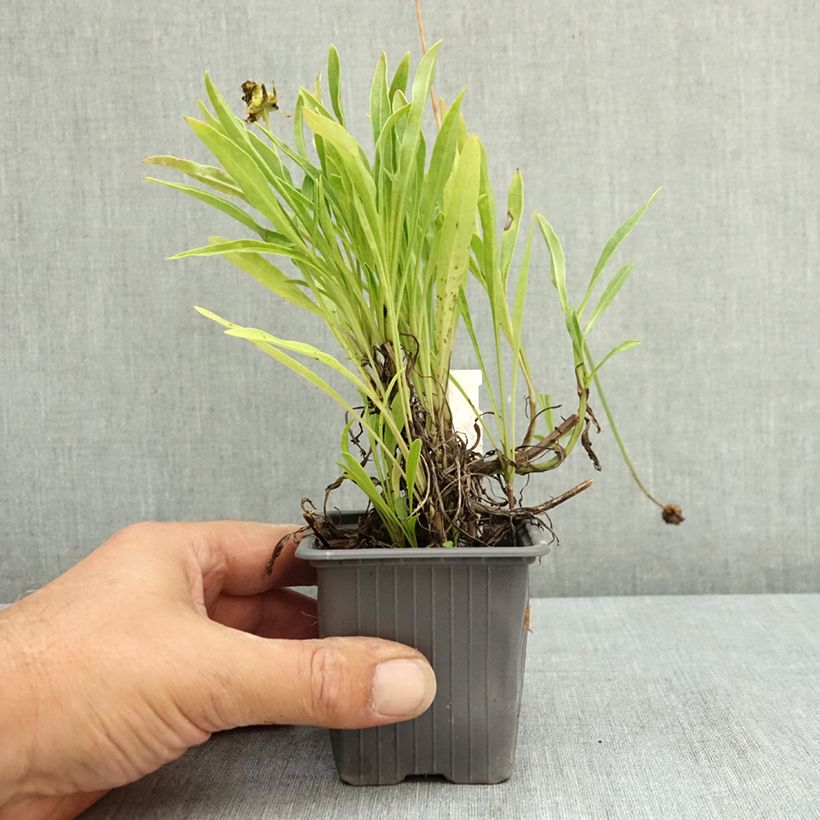 Coreopsis grandiflora Badengold 8/9 cm pot sample as delivered in summer