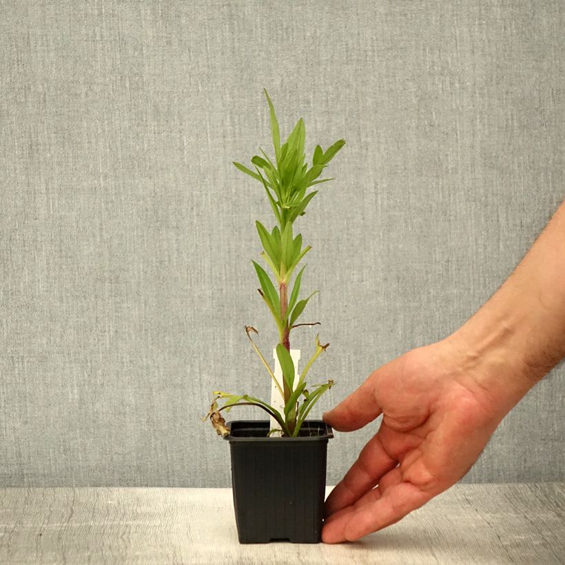 Coreopsis grandiflora Badengold 8/9 cm pot sample as delivered in spring