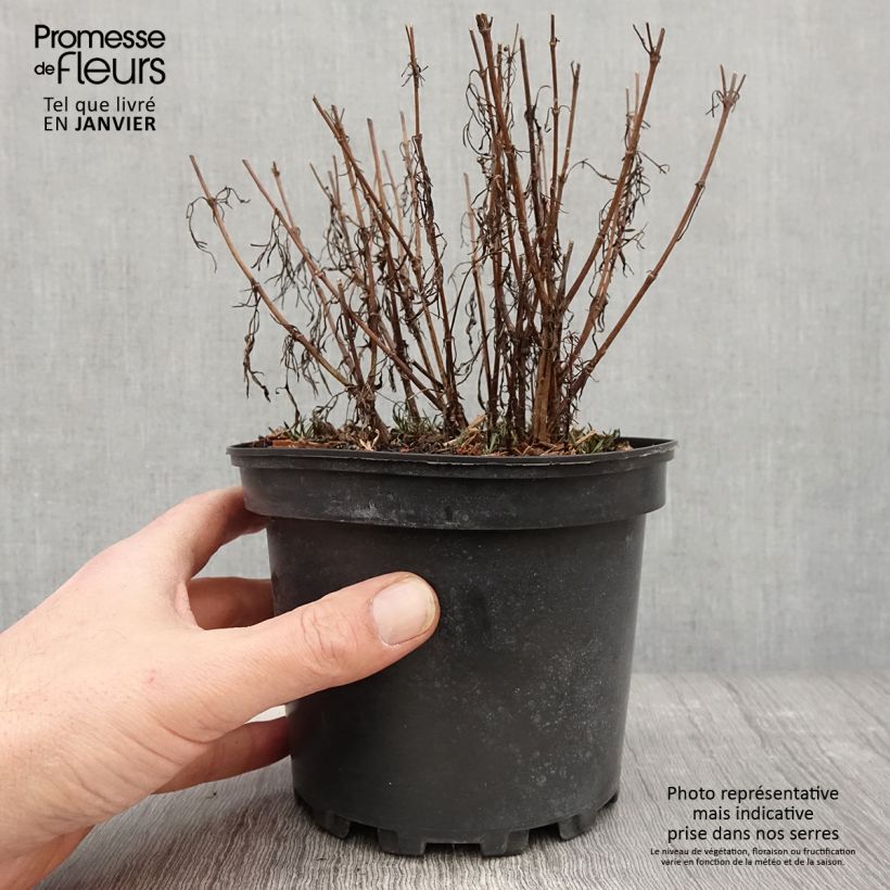 Coreopsis Cosmic Eye 2L/3L pot sample as delivered in winter