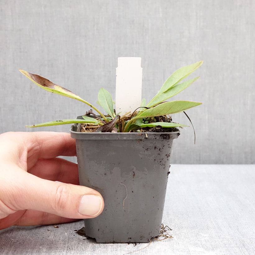 Coreopsis grandiflora Solar Fancy - Large-flowered tickseed 7/8 cm pot sample as delivered in winter