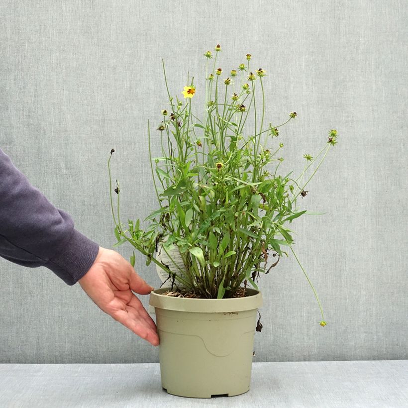 Coreopsis grandiflora Solar Fancy - Large-flowered tickseed 3L/4L pot sample as delivered in summer
