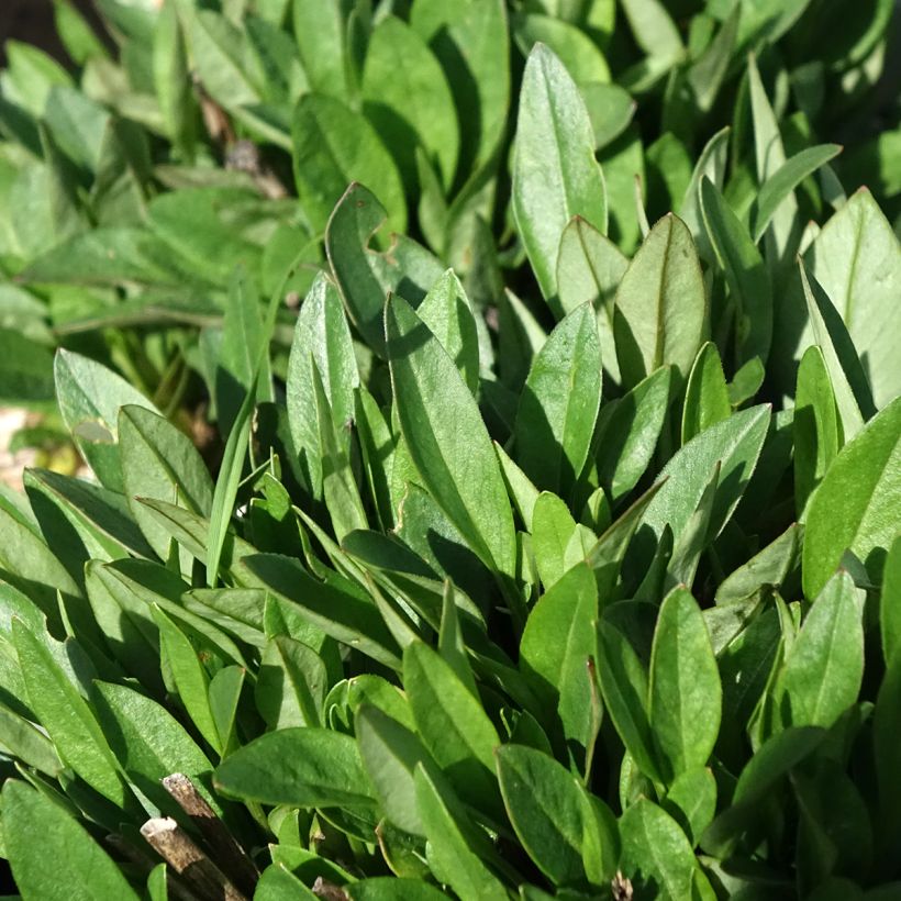 Coreopsis grandiflora Solar Jewel - Large-flowered tickseed (Foliage)