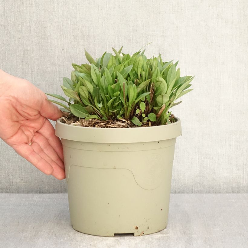 Coreopsis grandiflora Solar Jewel - Large-flowered tickseed 3L/4L pot sample as delivered in spring