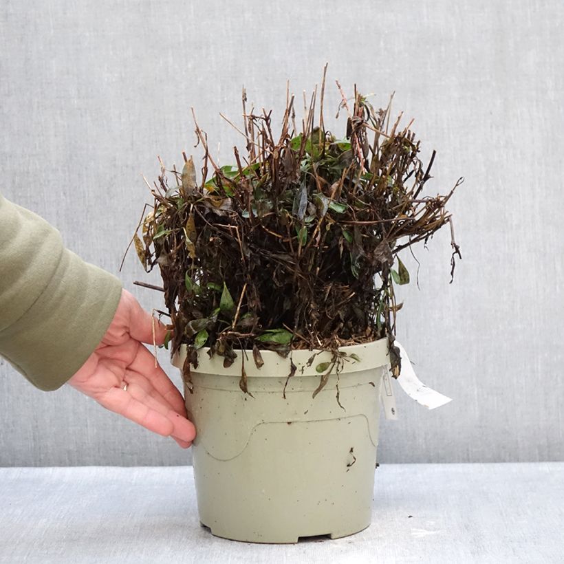 Coreopsis grandiflora Solar Moon - Large-flowered tickseed 3L/4L pot sample as delivered in winter