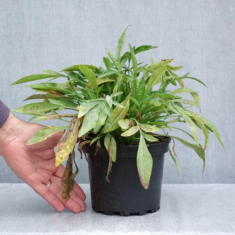 Coreopsis grandiflora Sonnenkind 2L/3L pot sample as delivered in autumn