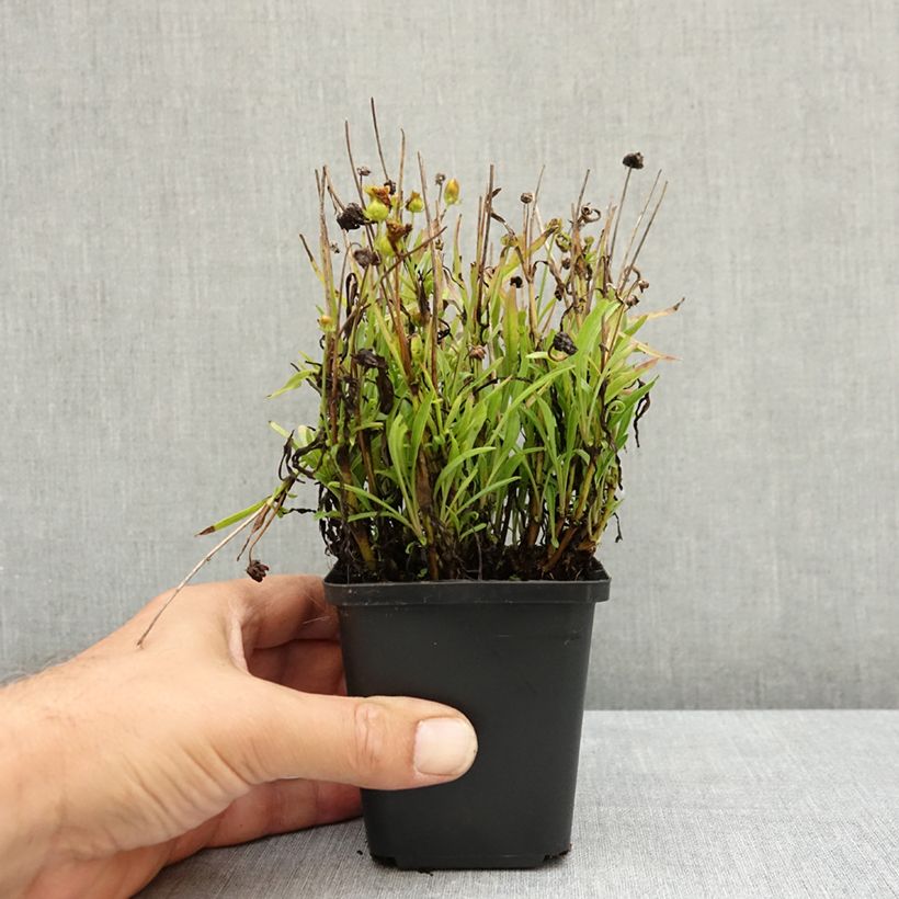 Coreopsis grandiflora Sunkiss - Coreopsis with large single flowers 8/9 cm pot sample as delivered in summer