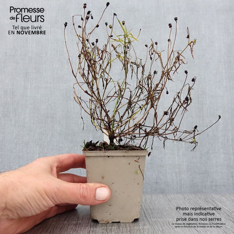 Coreopsis Limerock Passion 8/9 cm pot sample as delivered in autumn