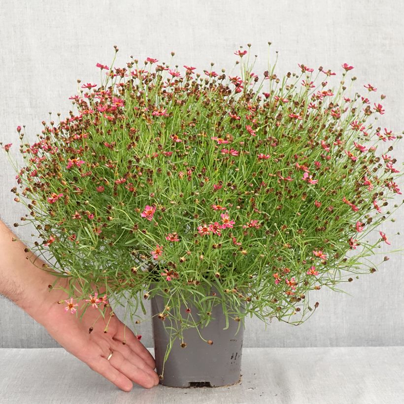Coreopsis Limerock Passion 2L/3L pot sample as delivered in summer