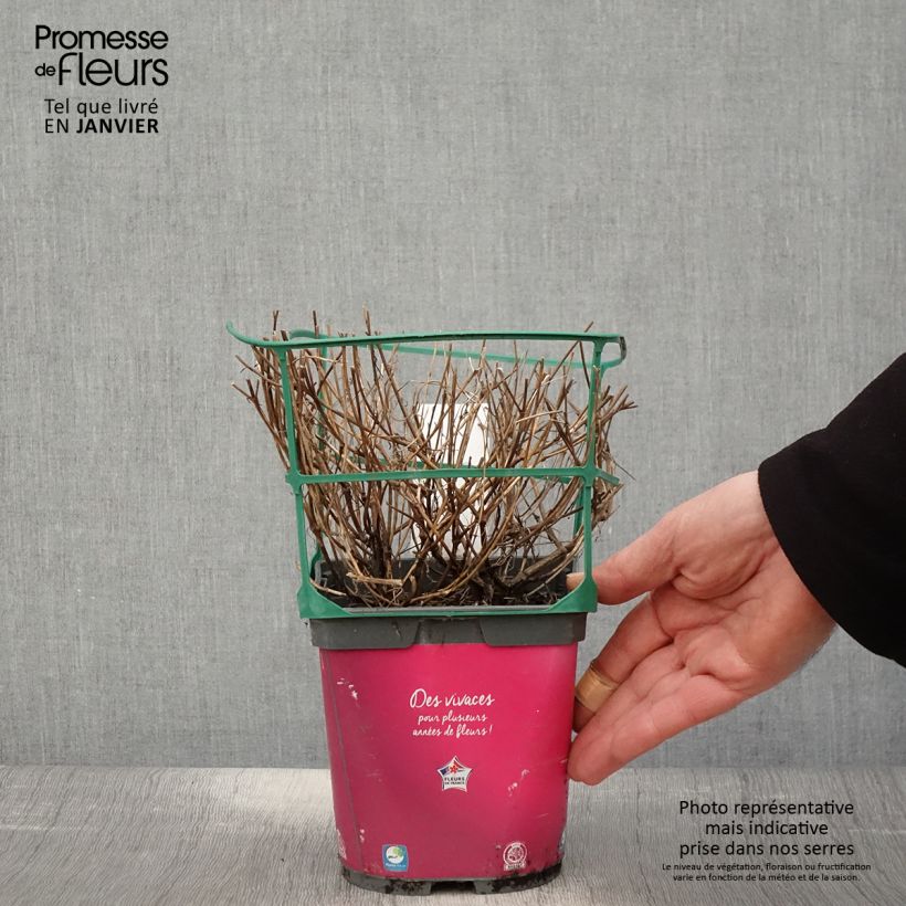 Coreopsis Limerock Passion 2L/3L pot sample as delivered in winter