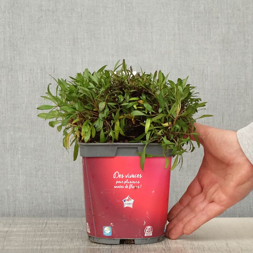 Coreopsis Limerock Ruby 2L/3L pot sample as delivered in spring