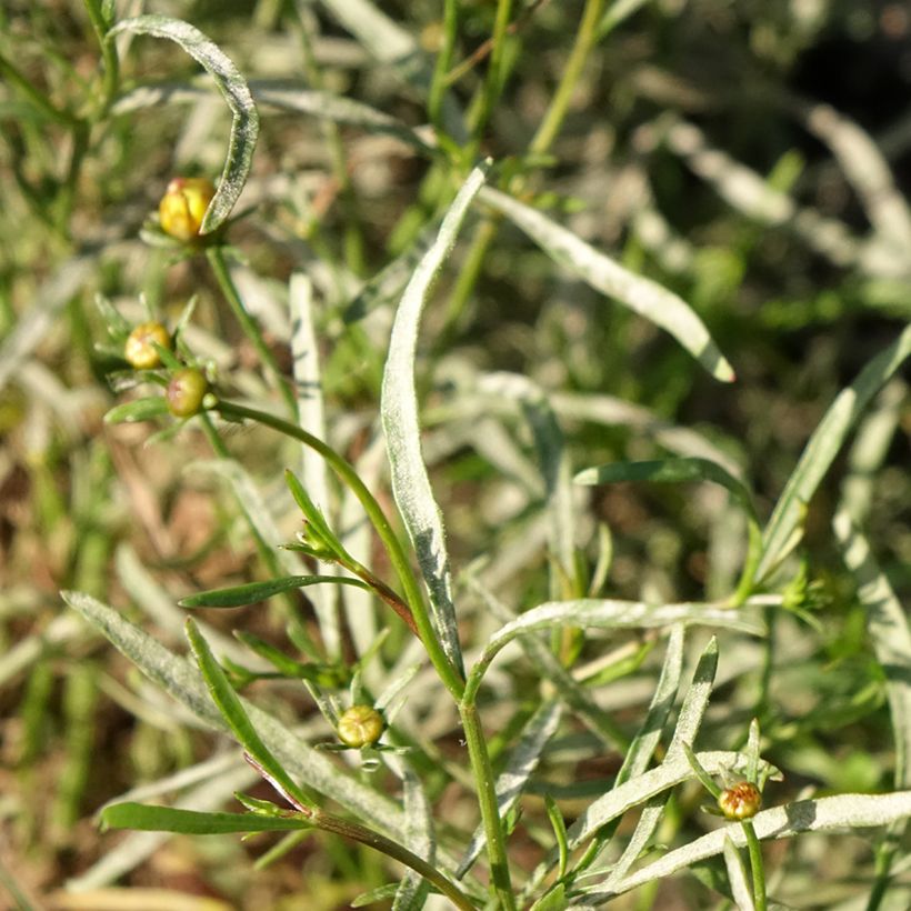 Coreopsis Madras Magic (Foliage)