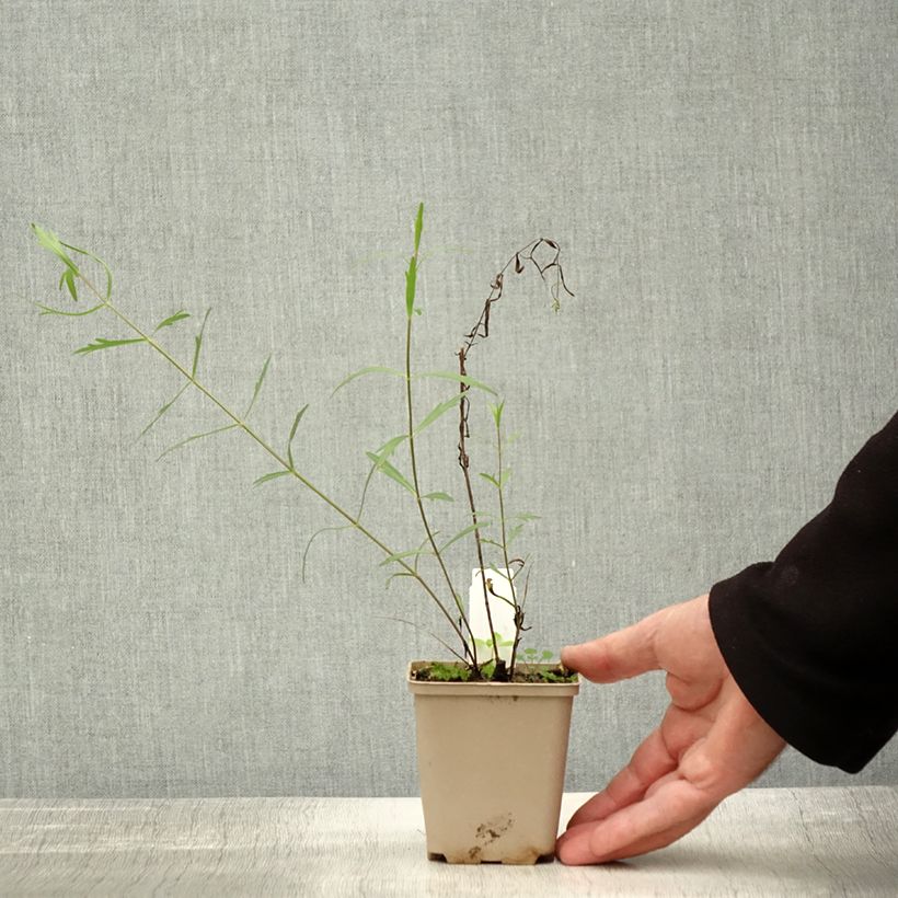 Coreopsis palmata 8/9 cm pot sample as delivered in autumn