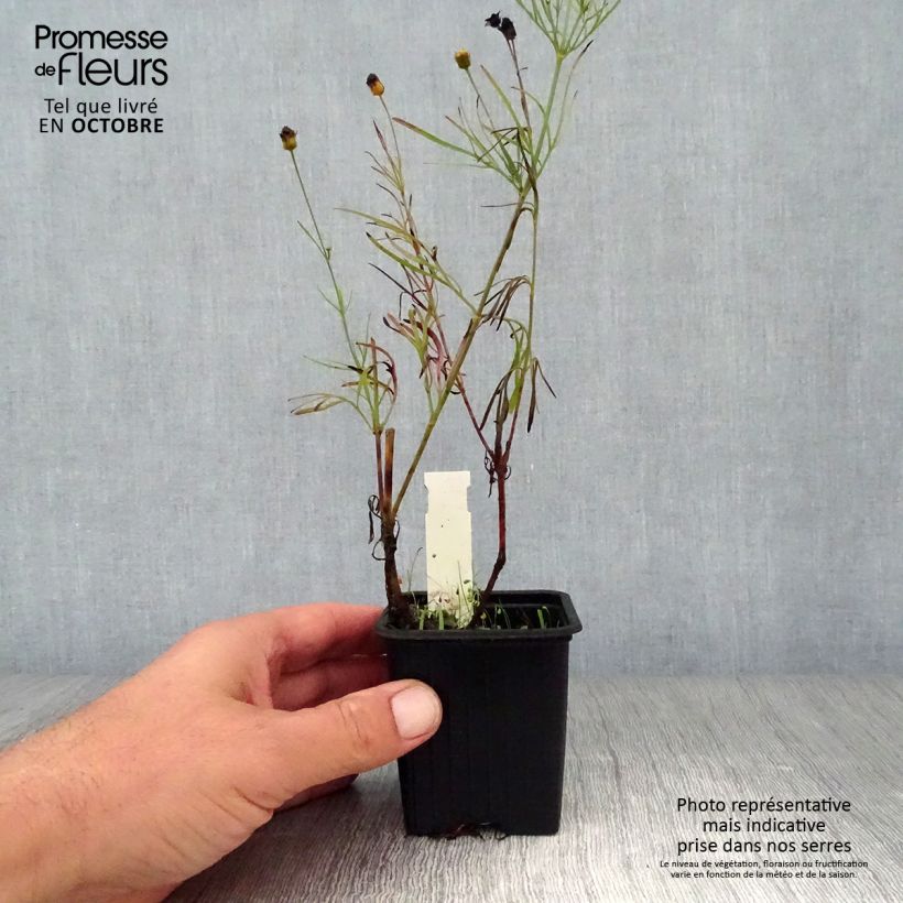 Coreopsis verticilliata Red Satin 8/9 cm pot sample as delivered in autumn