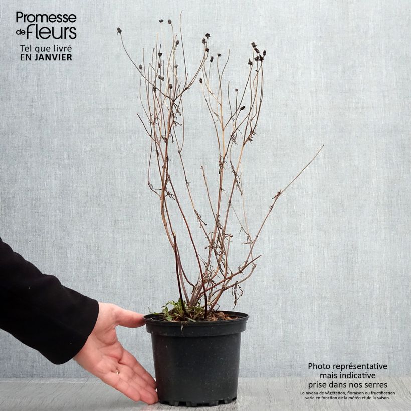 Coreopsis Redshift 2L/3L pot sample as delivered in winter