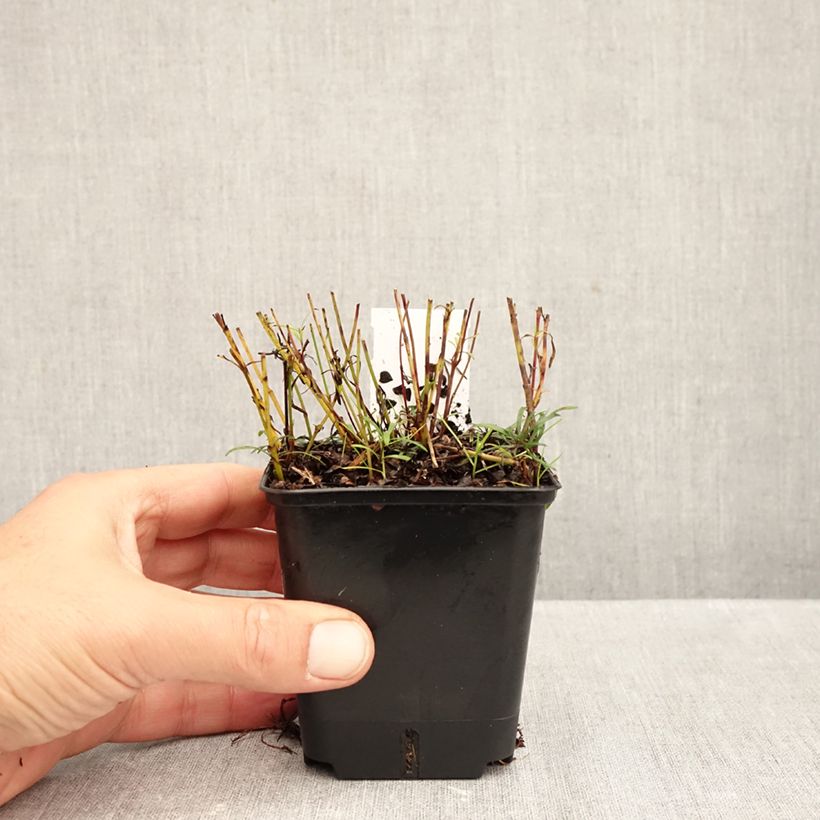 Coreopsis verticillata Sunbeam 8/9 cm pot sample as delivered in autumn