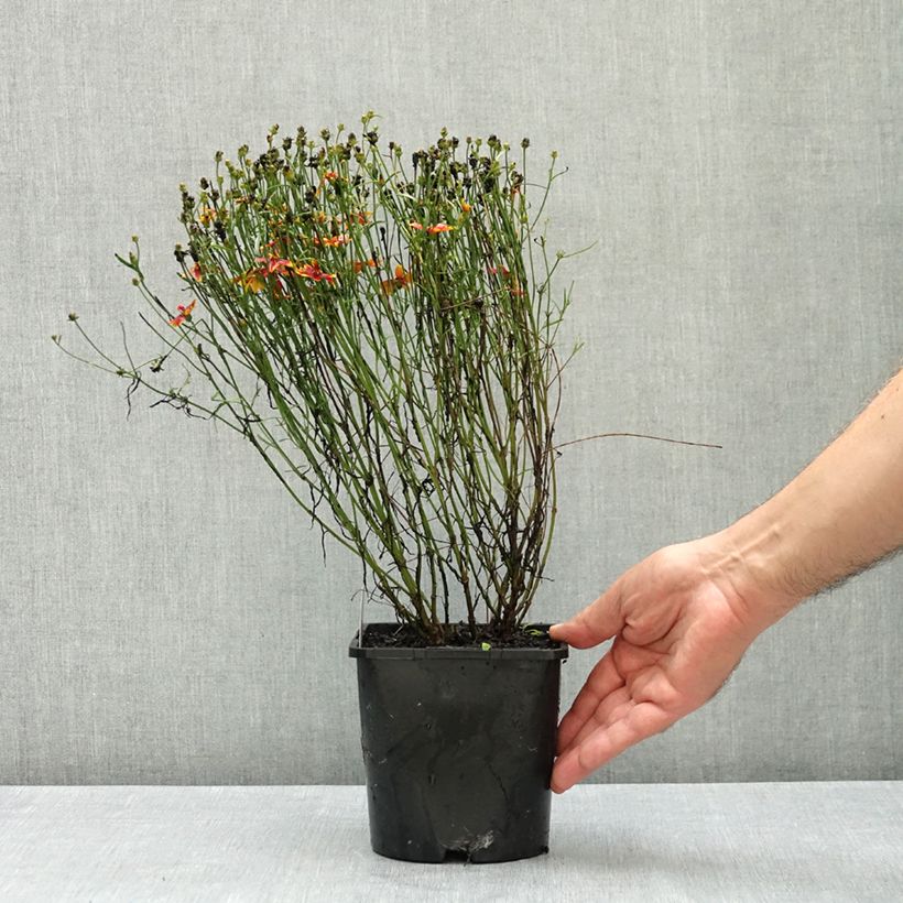 Coreopsis verticillata Ladybird 1.5L/2L pot sample as delivered in summer