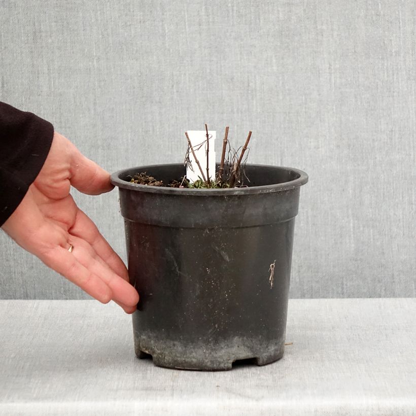 Coreopsis verticillata Curry Up 2L/3L pot sample as delivered in spring