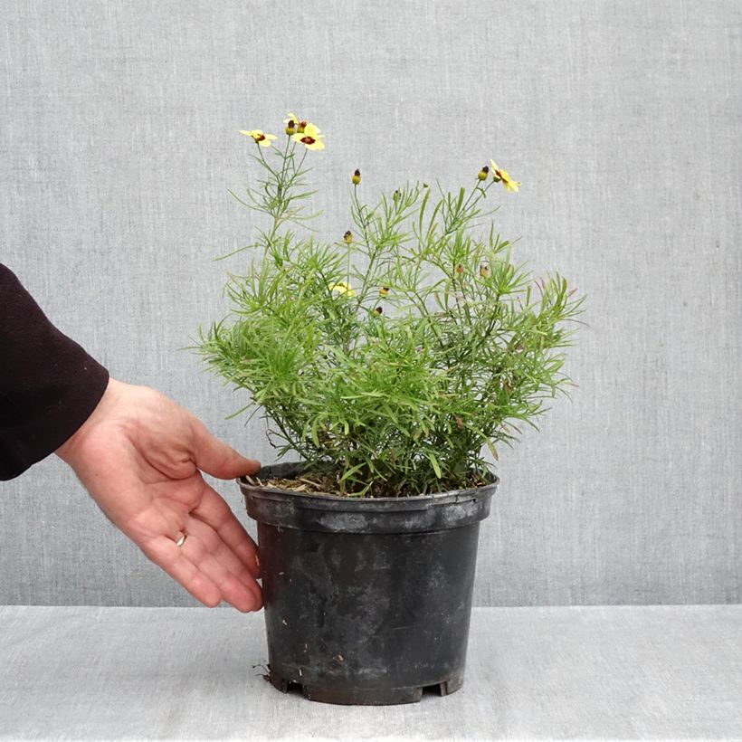 Coreopsis verticilla Sassy Saffron 2L/3L pot sample as delivered in autumn