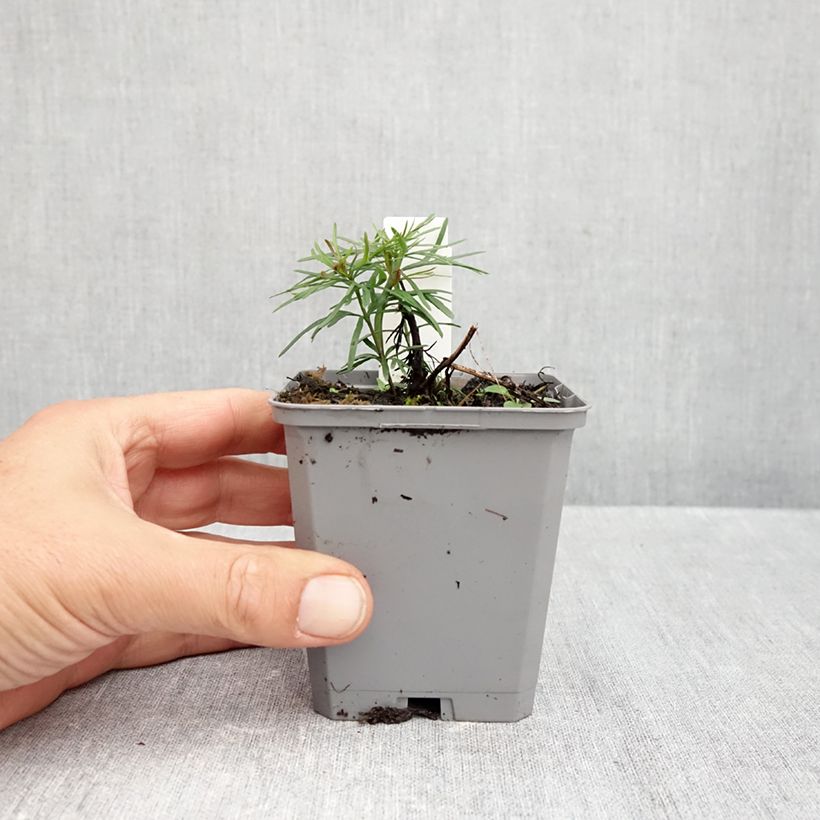 Coreopsis verticillata Zagreb 8/9 cm pot sample as delivered in autumn