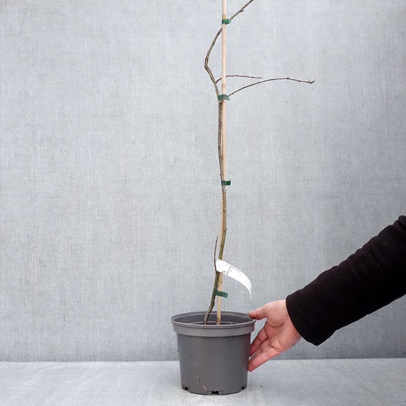 Sorbus domestica - Cormus 3L/4L pot sample as delivered in winter