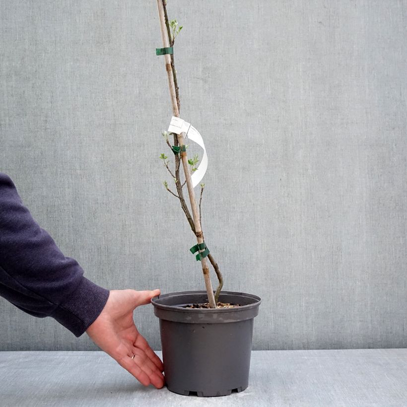 Sorbus domestica - Cormus 3L/4L pot sample as delivered in spring