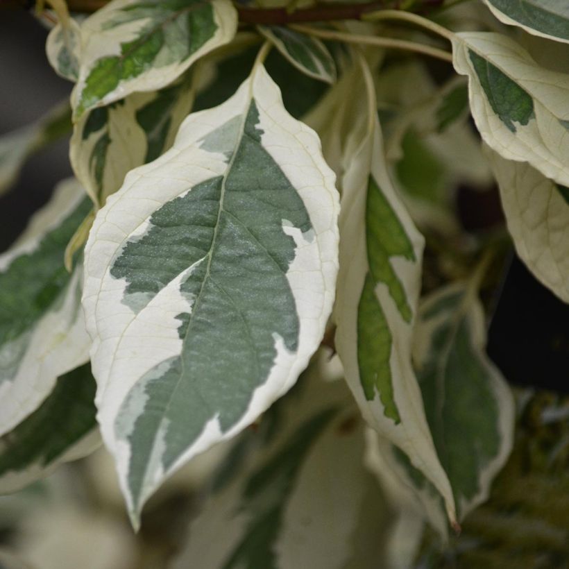 Cornus controversa Variegata - Giant Dogwood (Foliage)