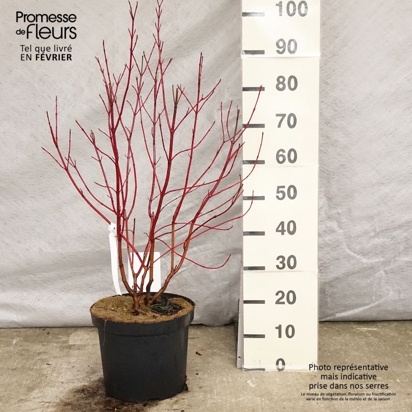 Cornus alba Aurea - White Dogwood 7.5L/10L pot sample as delivered in winter