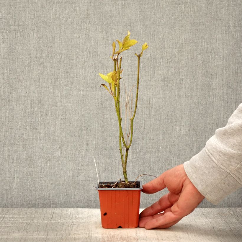 Cornus alba Aurea - White Dogwood 8/9 cm pot sample as delivered in spring